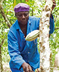 cocoa-tree