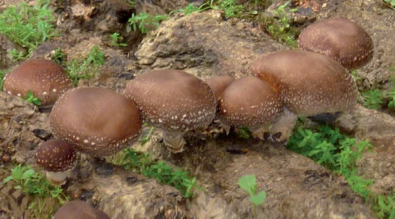 shitake_mushroom_yamada