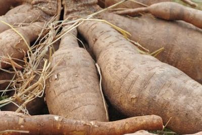 cassava shutterstock