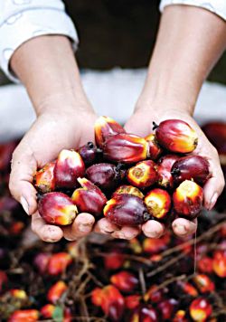 250palmoil