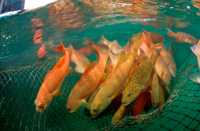 Coral_Trout