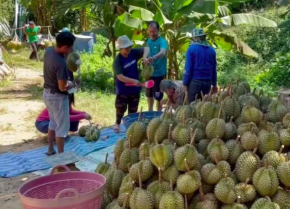 durian2