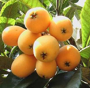 loquat10.14_