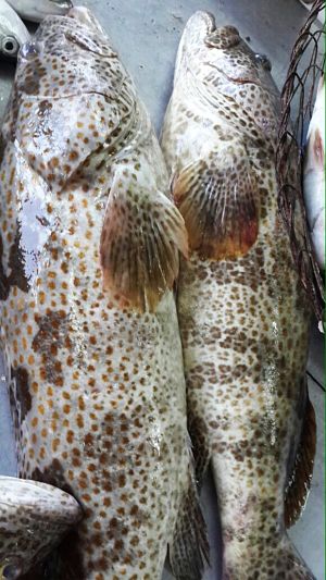 grouper fish