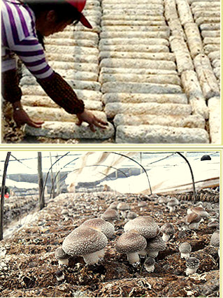 yamada_logs_mushroom